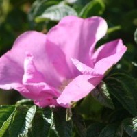 Gasthof Grosser Krug - Umgebung