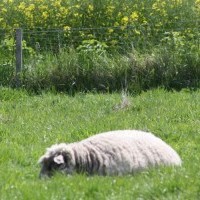 Gasthof Grosser Krug - Umgebung