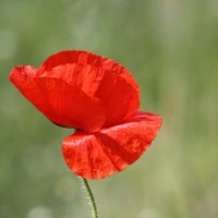 Gasthof Grosser Krug - Umgebung